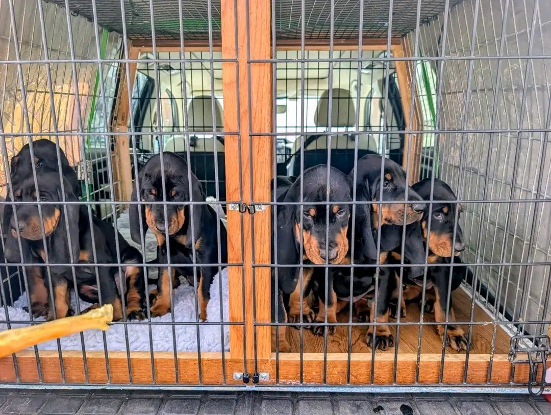 American Black and Tan Coonhound puppies for sale