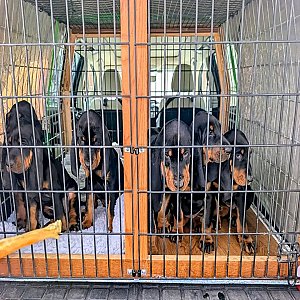 American Black and Tan Coonhound puppies for sale thumbnail 1