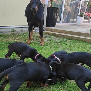Black and tan coonhound puppies for sale thumbnail 1