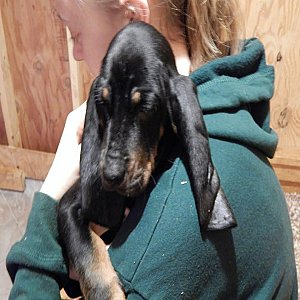 Black and Tan Coonhound puppies for sale thumbnail 1
