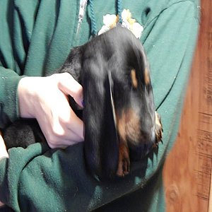 Black and Tan Coonhound puppies for sale thumbnail 4