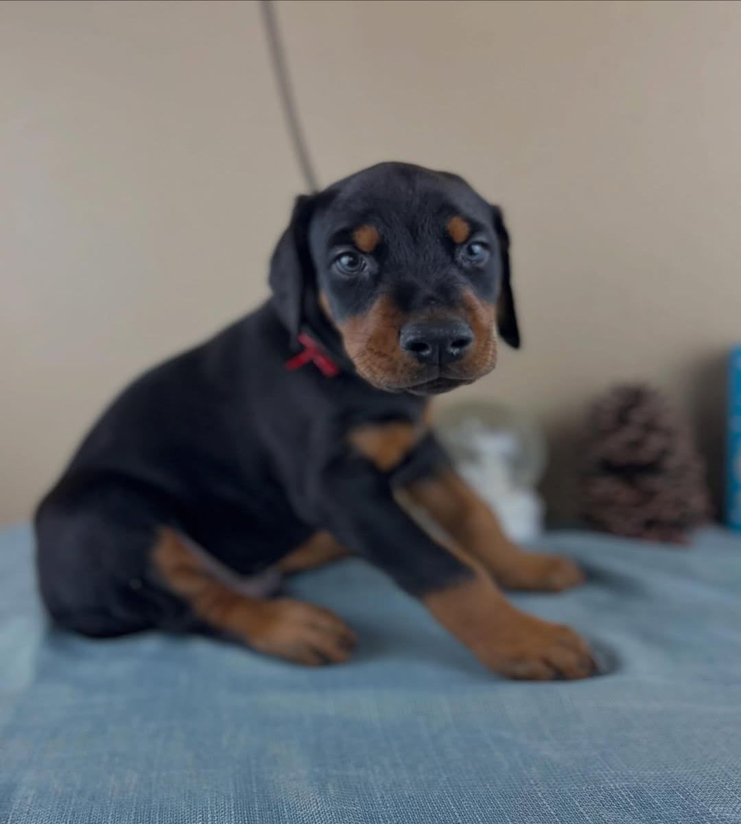 Doberman Pinscher puppies