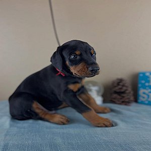 Doberman Pinscher puppies thumbnail 2