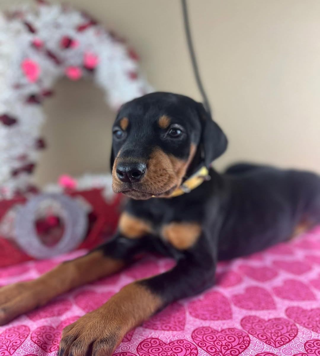 Doberman Pinscher puppies