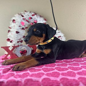 Doberman Pinscher puppies thumbnail 2