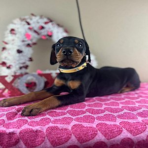 Doberman Pinscher puppies thumbnail 3