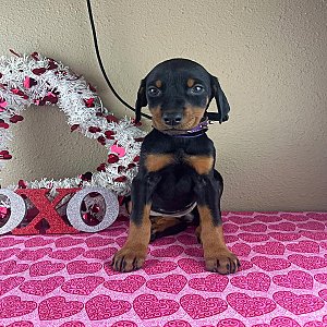 Doberman Pinscher puppies thumbnail 1