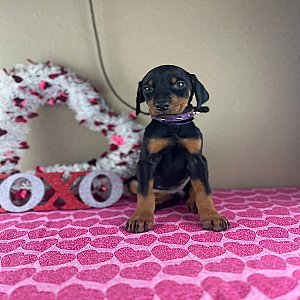 Doberman Pinscher puppies thumbnail 2