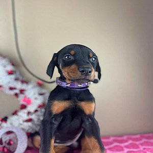 Doberman Pinscher puppies thumbnail 3