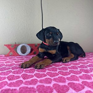 Doberman Pinscher puppies thumbnail 1