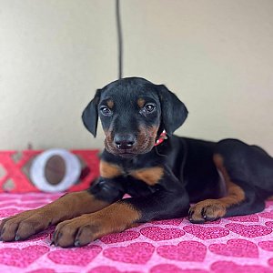 Doberman Pinscher puppies thumbnail 2