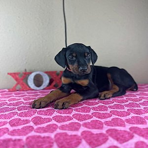 Doberman Pinscher puppies thumbnail 3