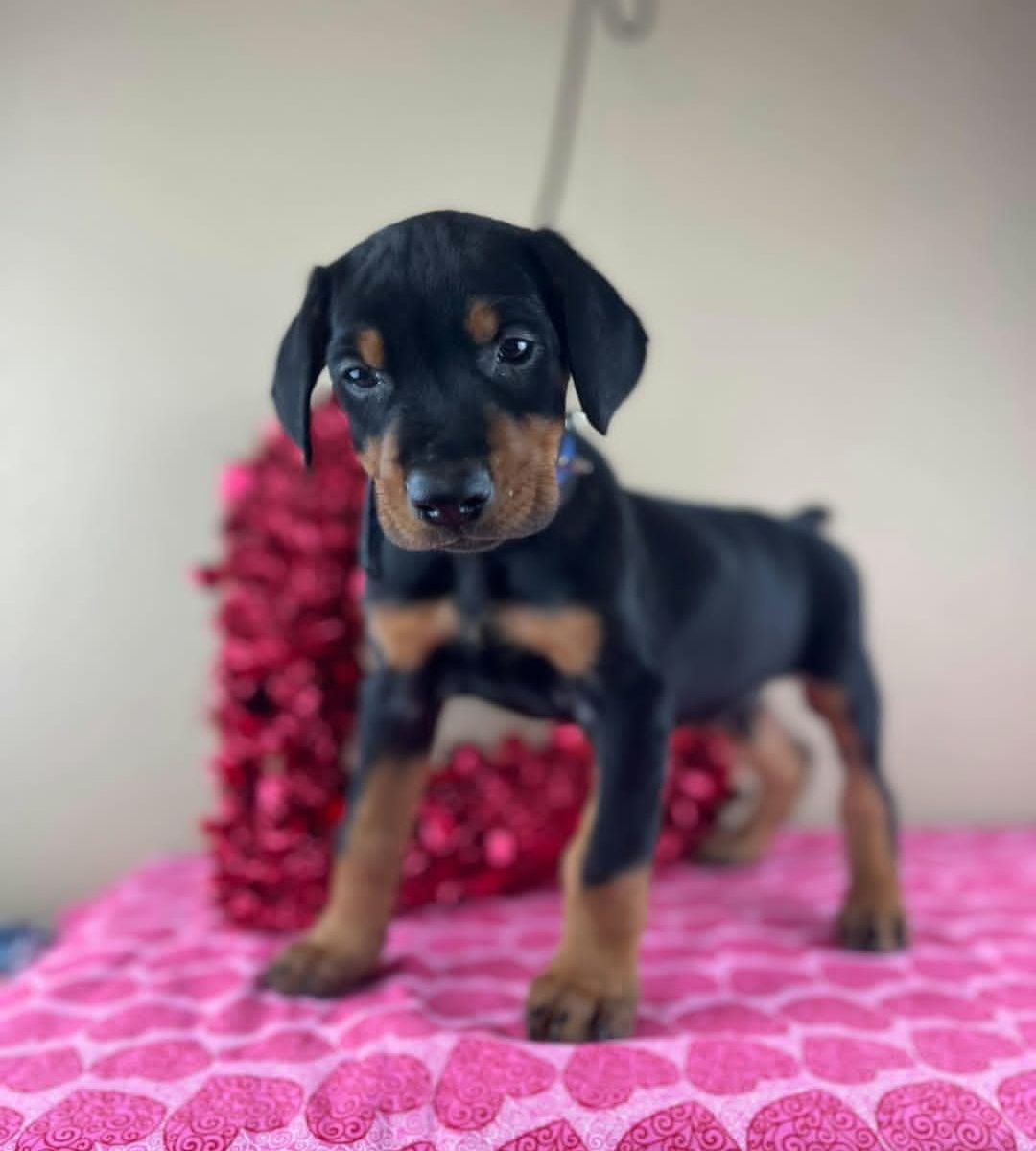 Doberman Pinscher
