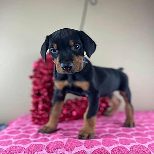 Doberman Pinscher thumbnail 1