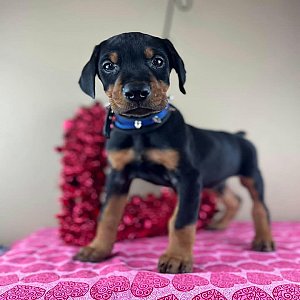 Doberman Pinscher thumbnail 2