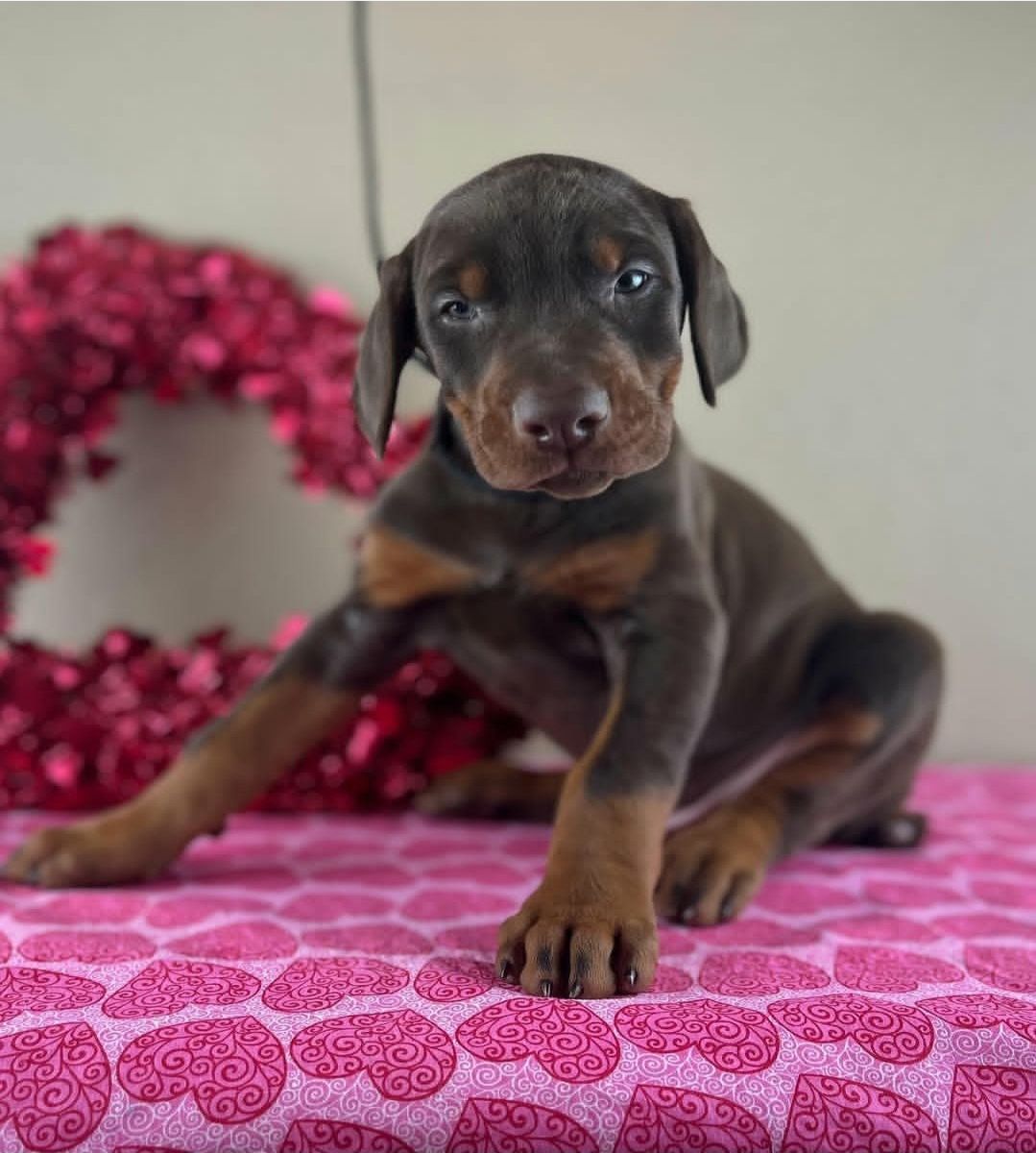 Doberman Pinscher