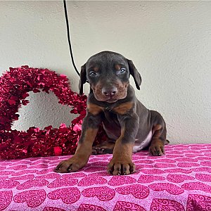 Doberman Pinscher thumbnail 2
