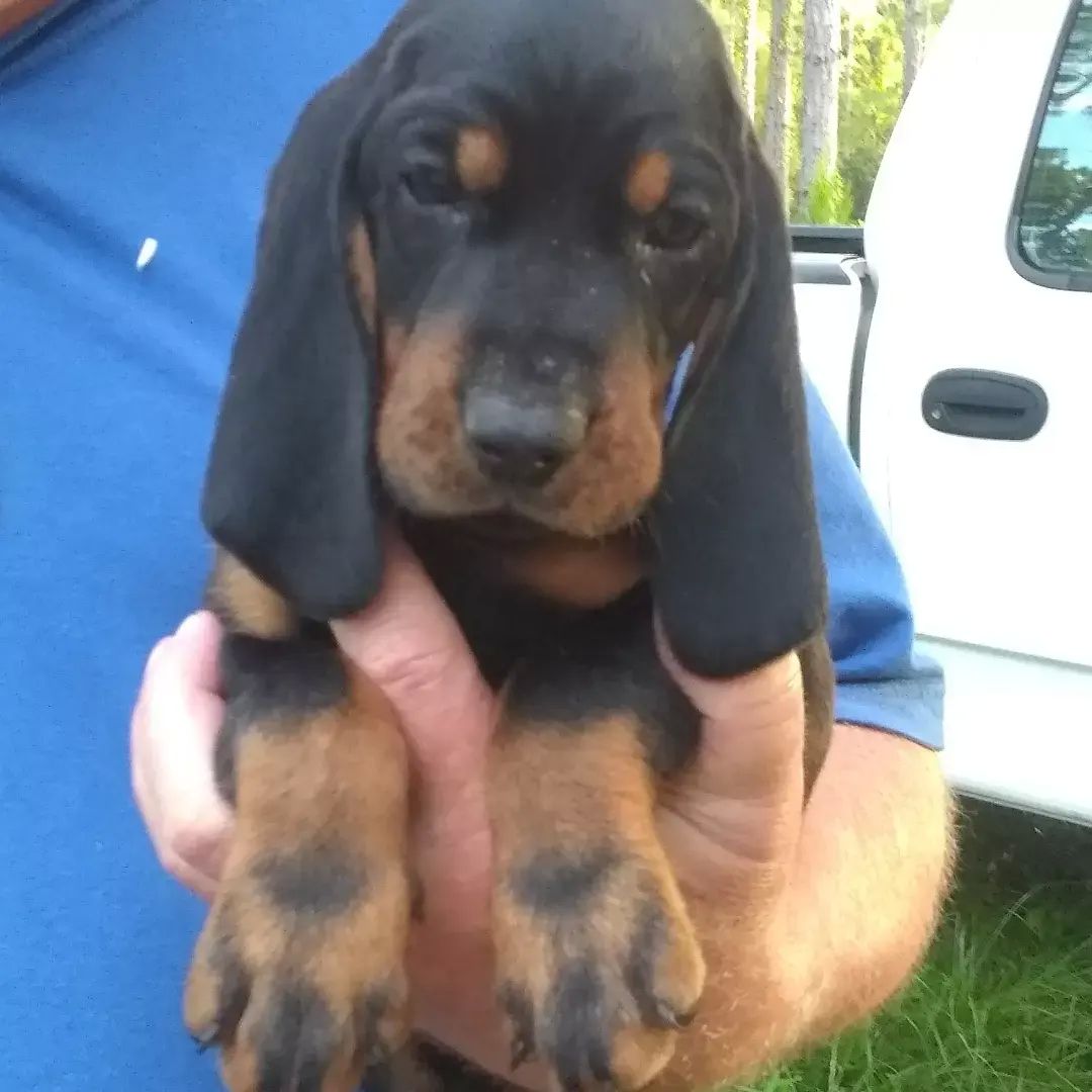 Black and tan coonhound