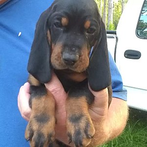 Black and tan coonhound thumbnail 1