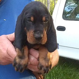 Black and tan coonhound thumbnail 2
