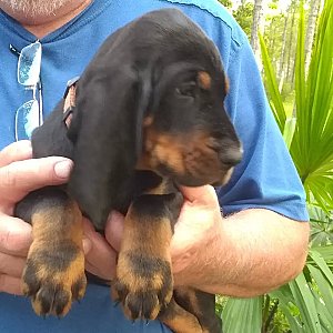 Black and tan coonhound thumbnail 3
