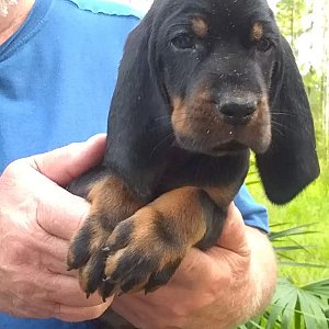 Black and tan coonhound thumbnail 4