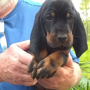 Black and tan coonhound thumbnail 5