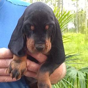 Black and tan coonhound thumbnail 6