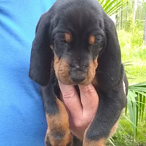 Black and tan coonhound thumbnail 7