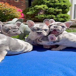 French bulldog thumbnail 1