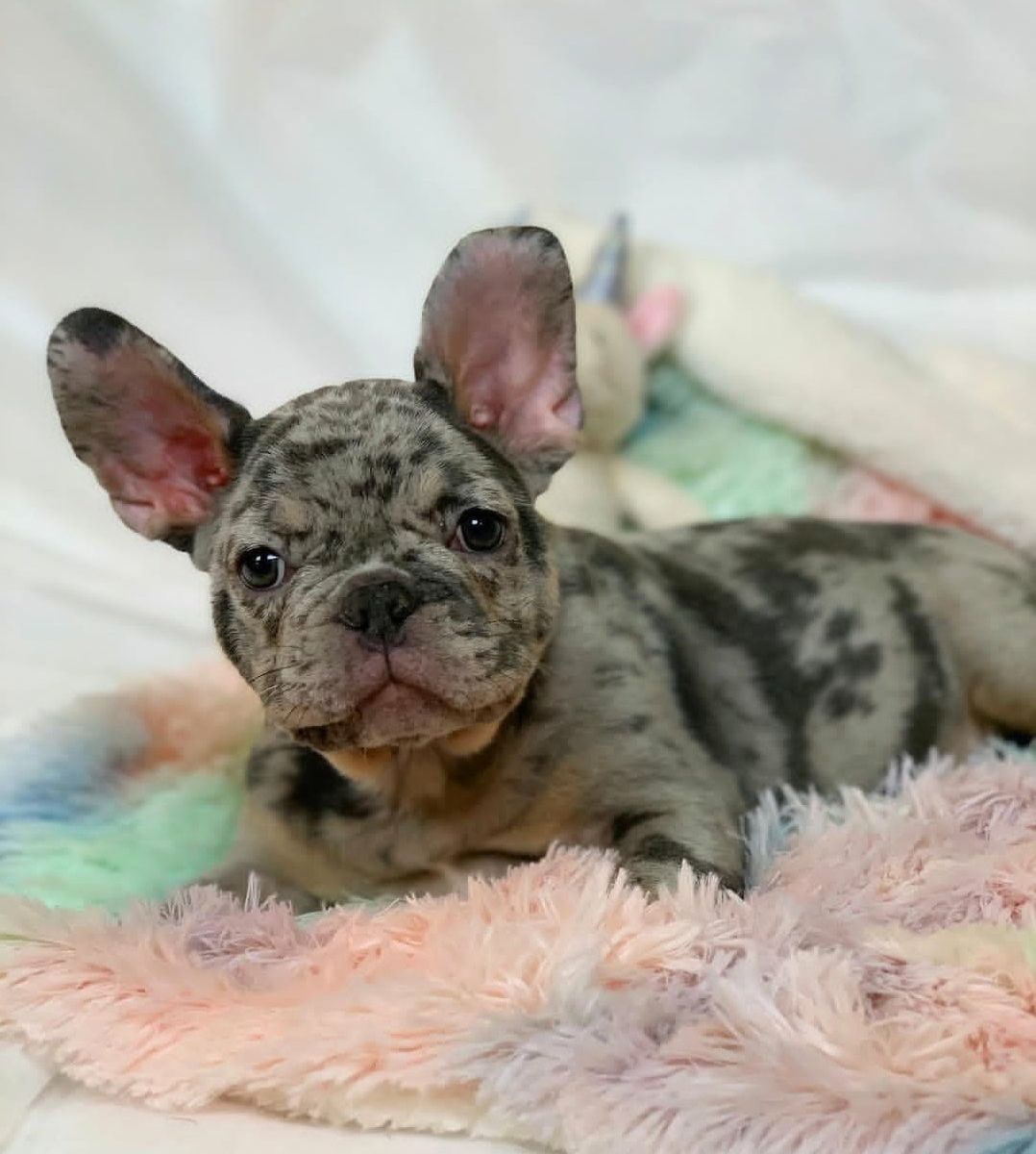 Fluffy French Bulldog