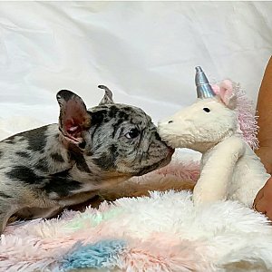 Fluffy French Bulldog thumbnail 2