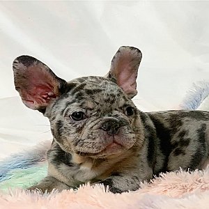 Fluffy French Bulldog thumbnail 3