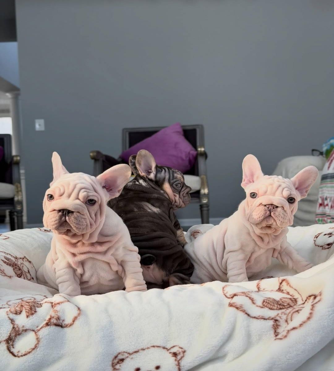 Velvet Frenchie