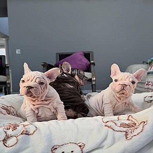 Velvet Frenchie thumbnail 1
