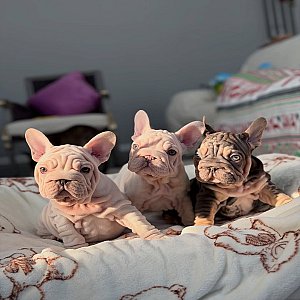 Velvet Frenchie thumbnail 2