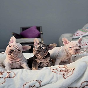 Velvet Frenchie thumbnail 3