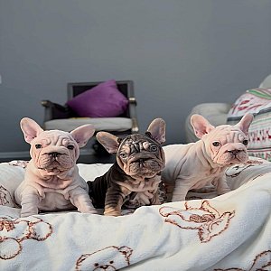 Velvet Frenchie thumbnail 4